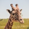 Picture of Giraffes