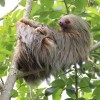 Picture of Sloths